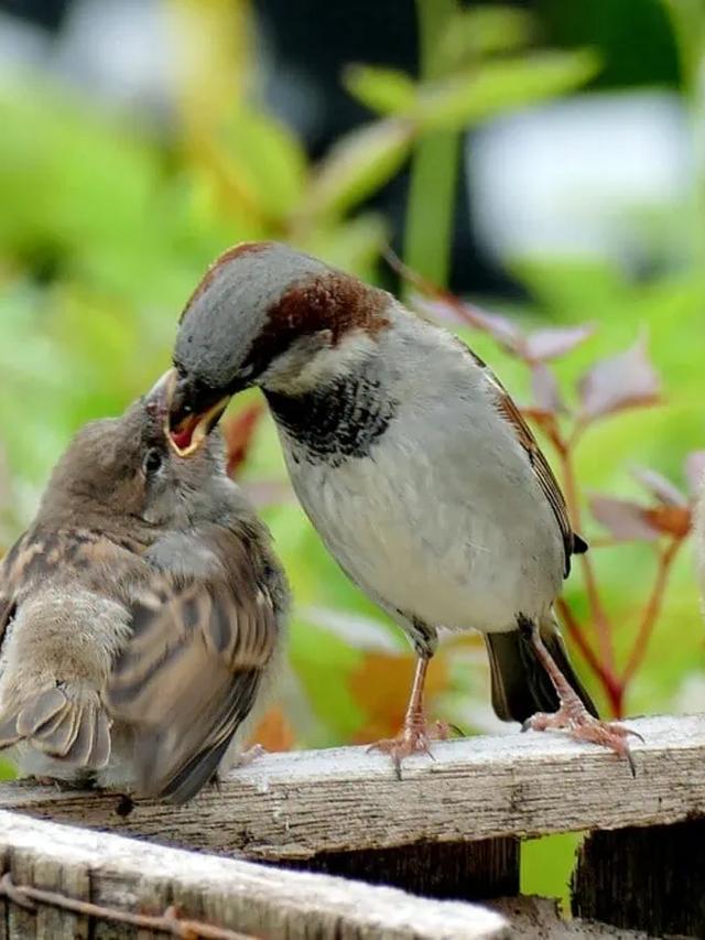 Creating a Bird Sanctuary: Tips for a Winter Garden that Attracts Birds