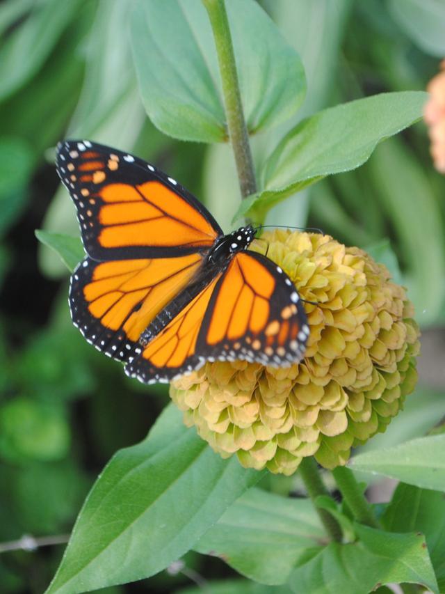 Creating a Butterfly Garden: Avoiding Pesticides and Harmful Chemicals