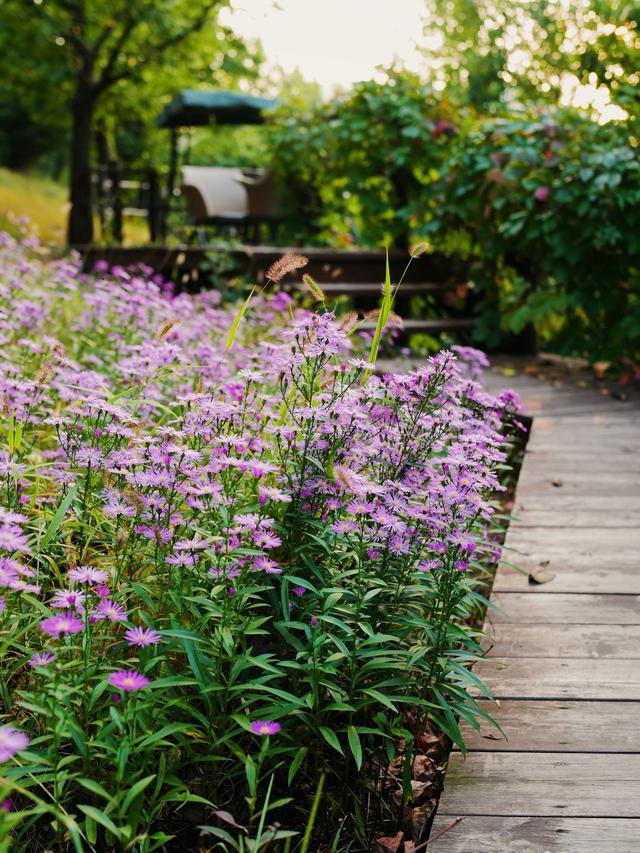 Creating a Colorful Garden: Mixing Summer-Blooming Perennials