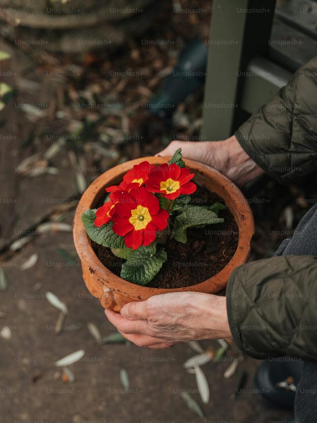 Creating a Colorful Perennial Flower Garden