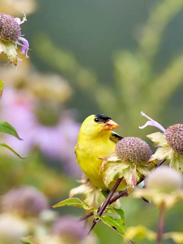 Creating a Habitat to Attract the Top 10 Bird Species to Your Garden