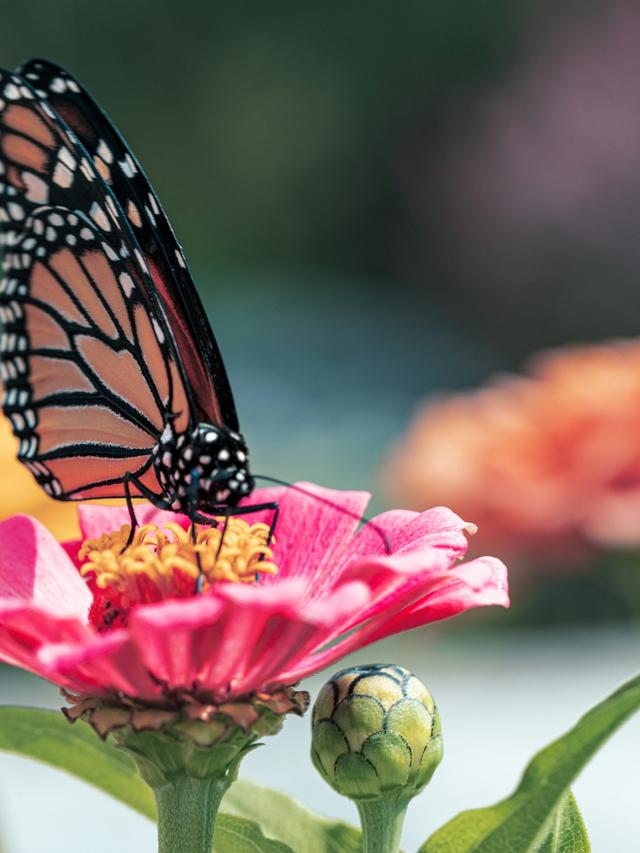 Creating a Pollinator Paradise with Perennial Flowers