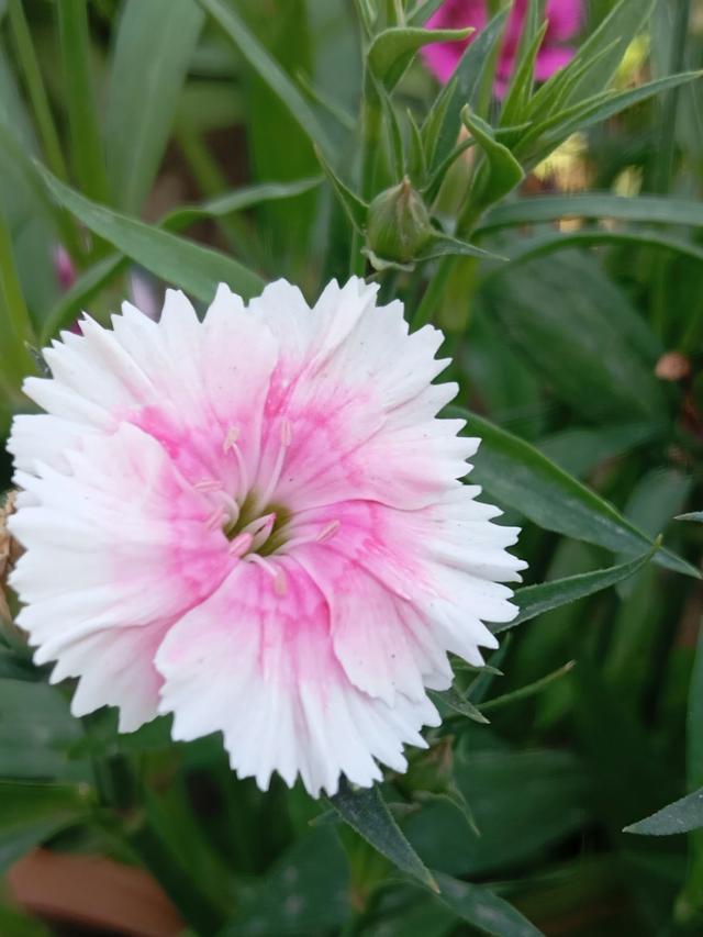 Creating a Stunning Perennial Flower Bed