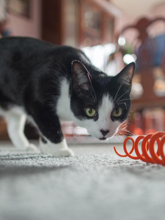 DIY Cat Toys and Projects