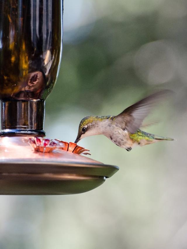 DIY Hummingbird Feeder: How to Make Your Own