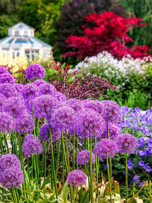 Deer-Resistant Summer-Blooming Perennials for Your Garden