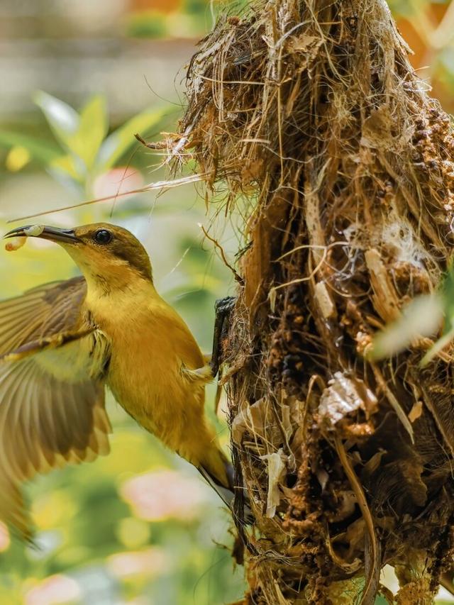 Designing a Bird-Friendly Garden to Attract the Top 10 Bird Species