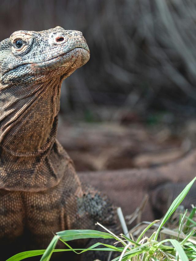 Discover the Komodo Dragon: A Predator’s Life