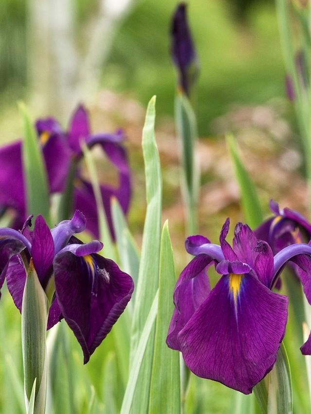 Discovering the Best Perennial Flowers for Erosion Control in Wet and Boggy Areas