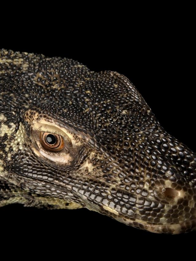 Dominance Challenges and Ritualized Aggression Among Komodo Dragons