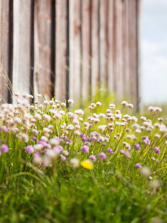 Drought-Tolerant Perennial Flowers