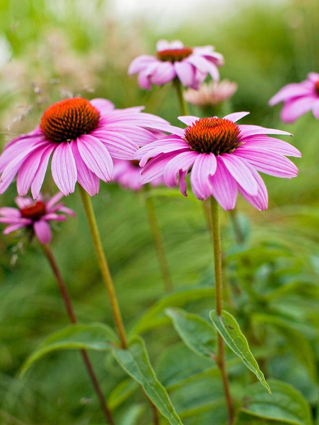 Drought-tolerant perennial flowers suitable for under trees and shrubs.