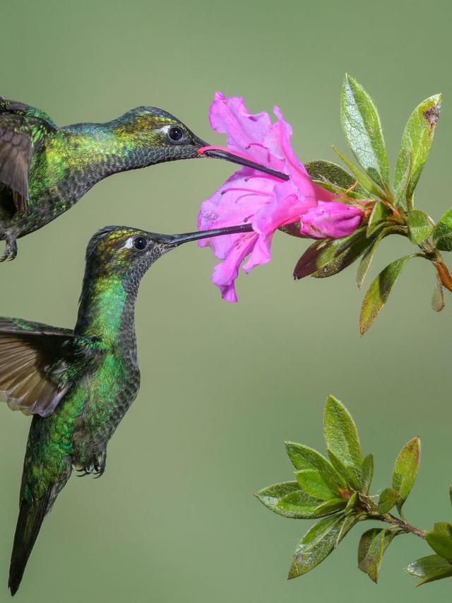 Early-Blooming Perennials: Ensuring a Healthy Habitat for Hummingbirds Year-Round