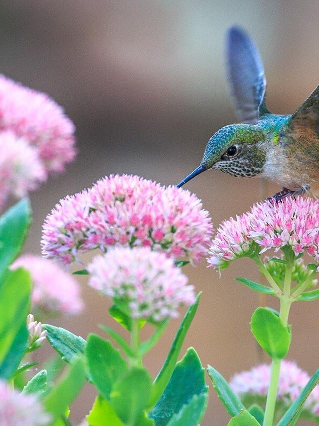 Early-Blooming Perennials: Matching Plant Characteristics to Hummingbird Preferences