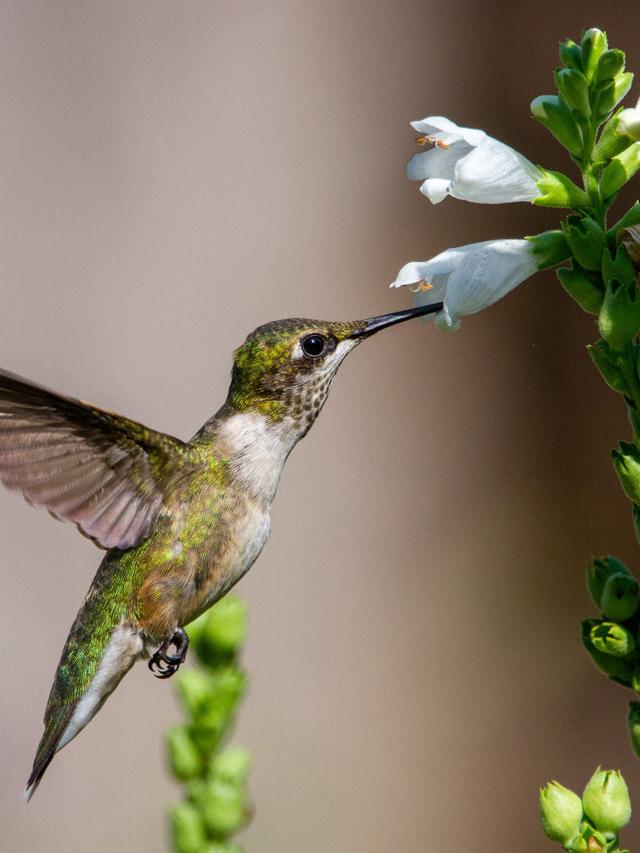 Early-Blooming Perennials: Resources and Organizations Supporting Hummingbird Preservation