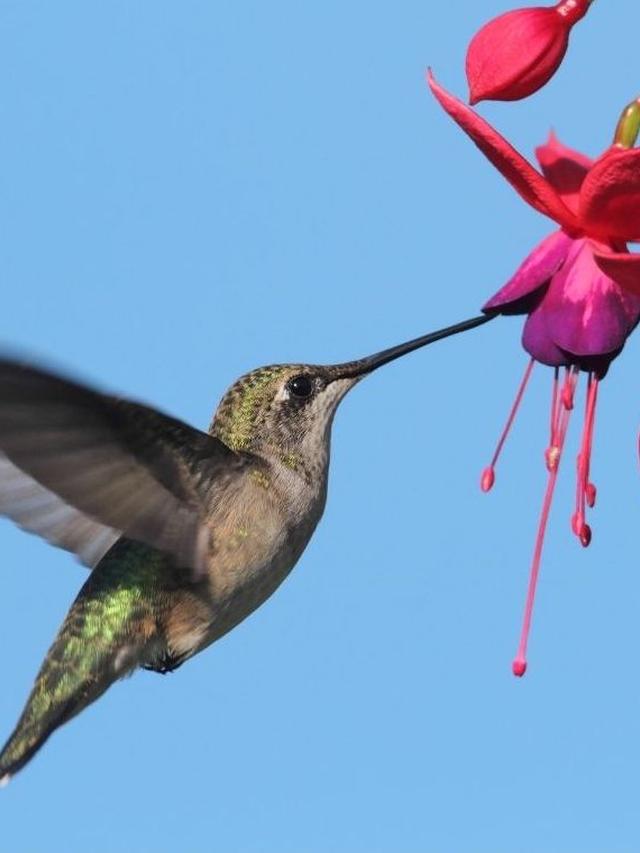 Early-Blooming Perennials: The Key to Attracting Hummingbirds Early in the Season