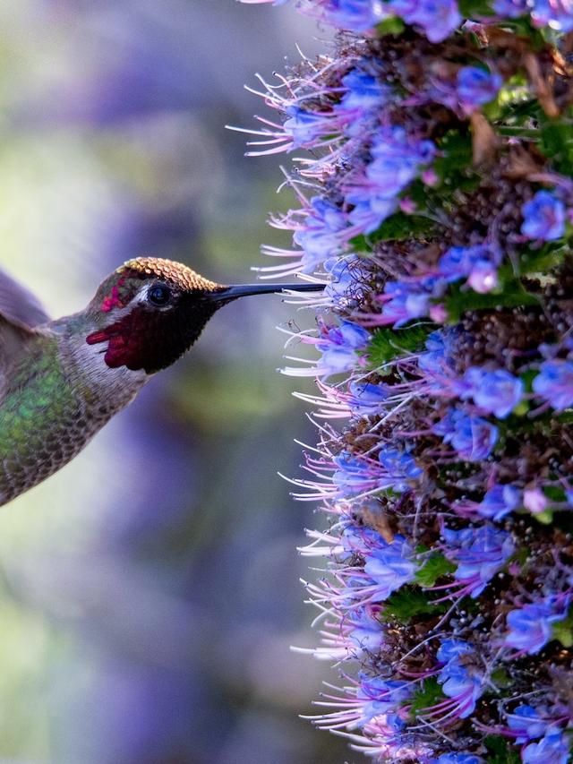 Early-Blooming Perennials: Using Plant Height and Structure to Attract Hummingbirds