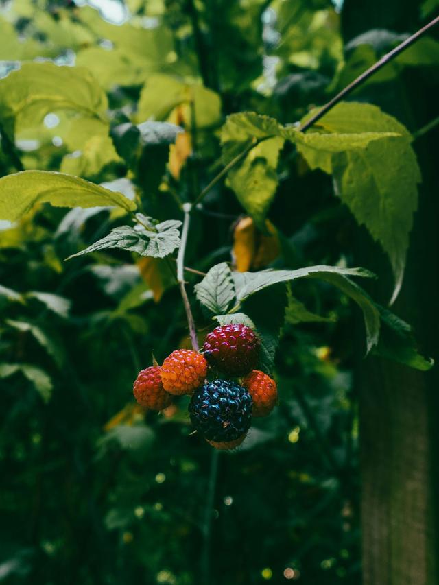 Edible landscaping: combining fruiting perennials with seasonal annuals.