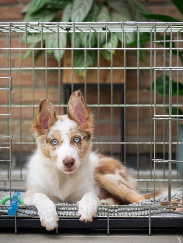 Effective Crate Training