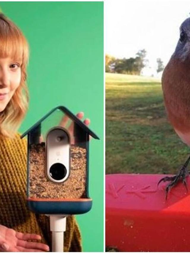 Enhance Your Bird Watching with Augmented Reality Bird Identification Apps