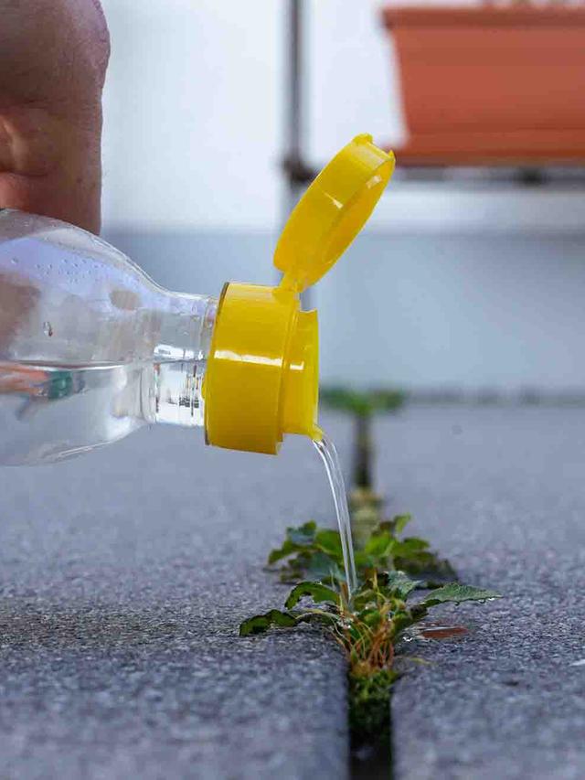 Environmental Impact of Using Apple Cider Vinegar as a Weed Killer