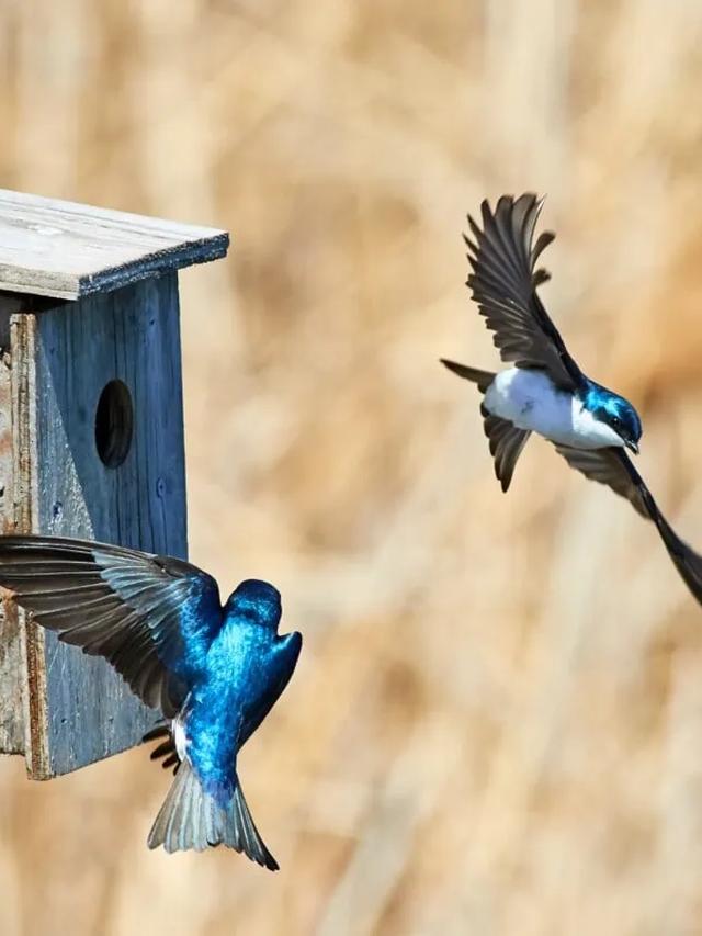 Essential Supplies for Rescuing and Caring for Injured Birds