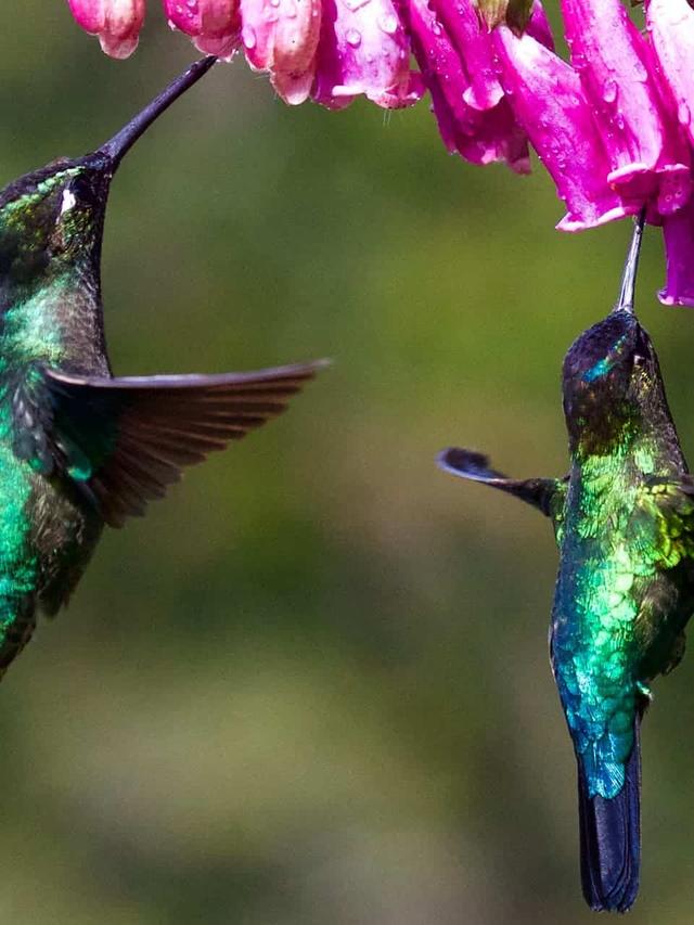 Examining the Shifts in Hummingbird Breeding Seasons Due to Global Warming