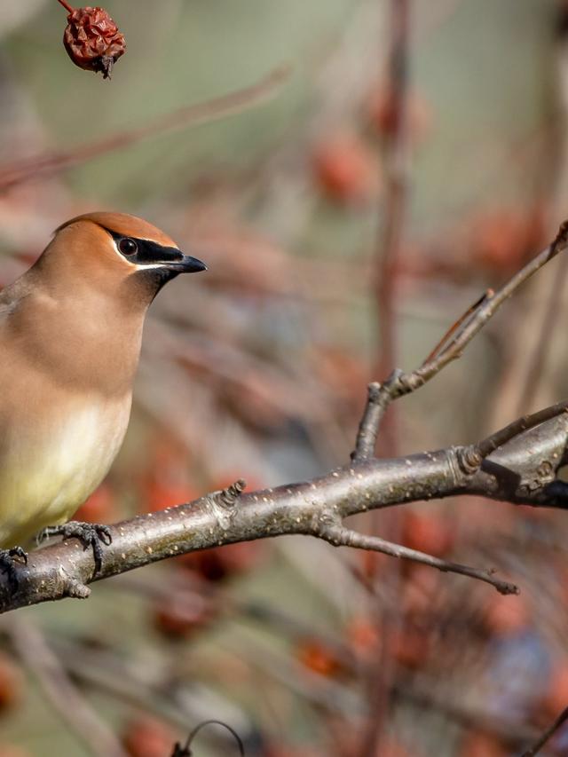 Exploring the Features of Top Bird Identification Apps