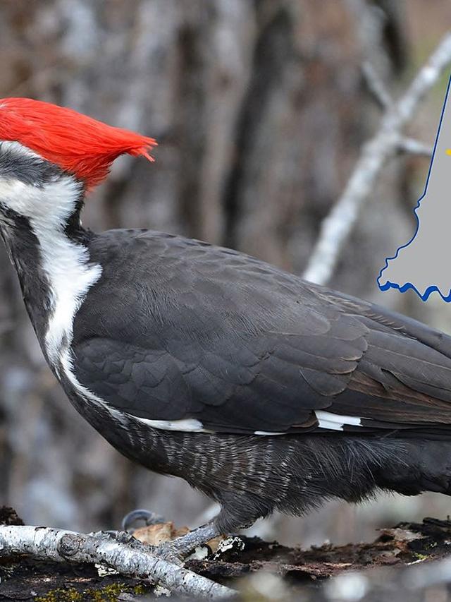 Exploring the Lifespan of Woodpeckers: How Long Do They Live?