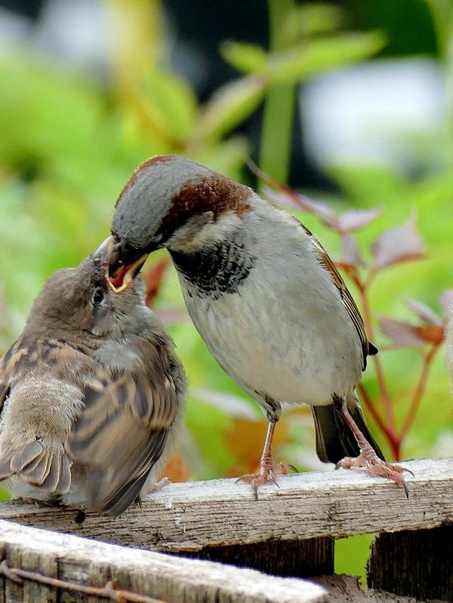 Feeding and Hydrating Injured Birds: What You Need to Know