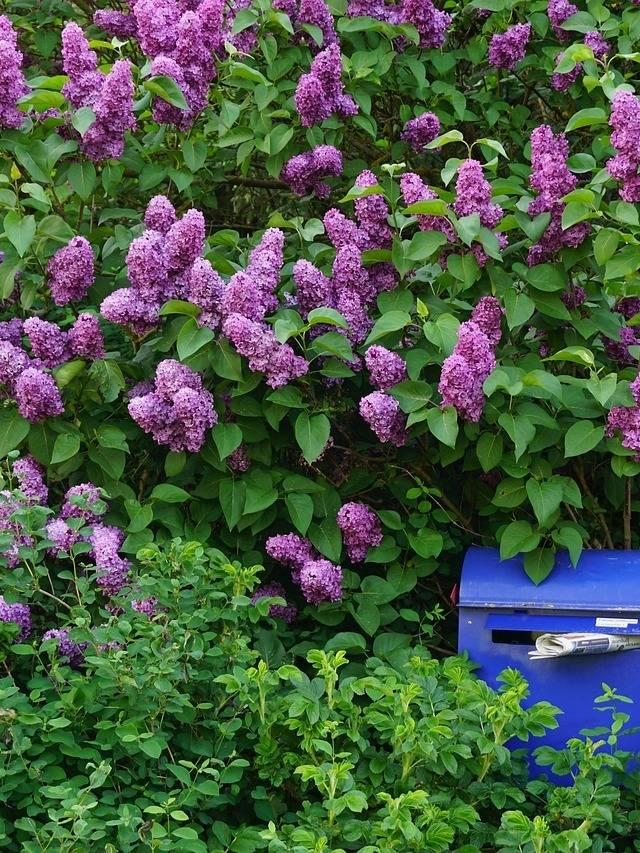 Fragrant perennial flowers for underplanting near aromatic shrubs.