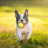 Small Dog Breeds That Make Great Pets