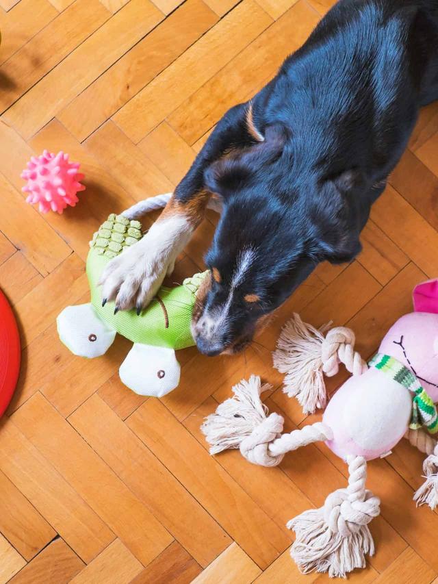 Fun DIY Dog Toys