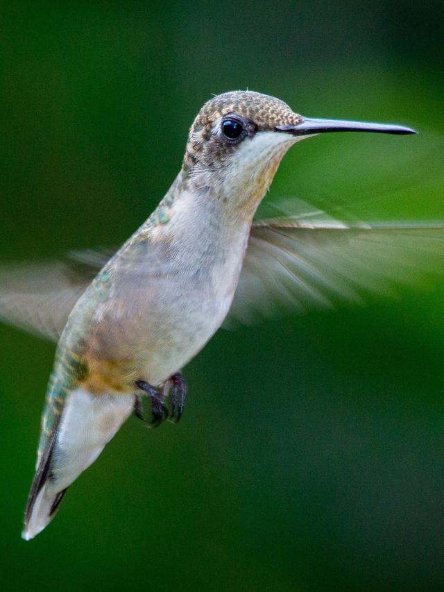 Fun Facts About Hummingbirds