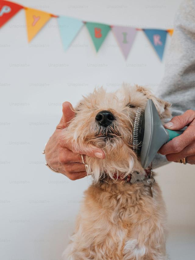 Grooming Long-Haired Breeds