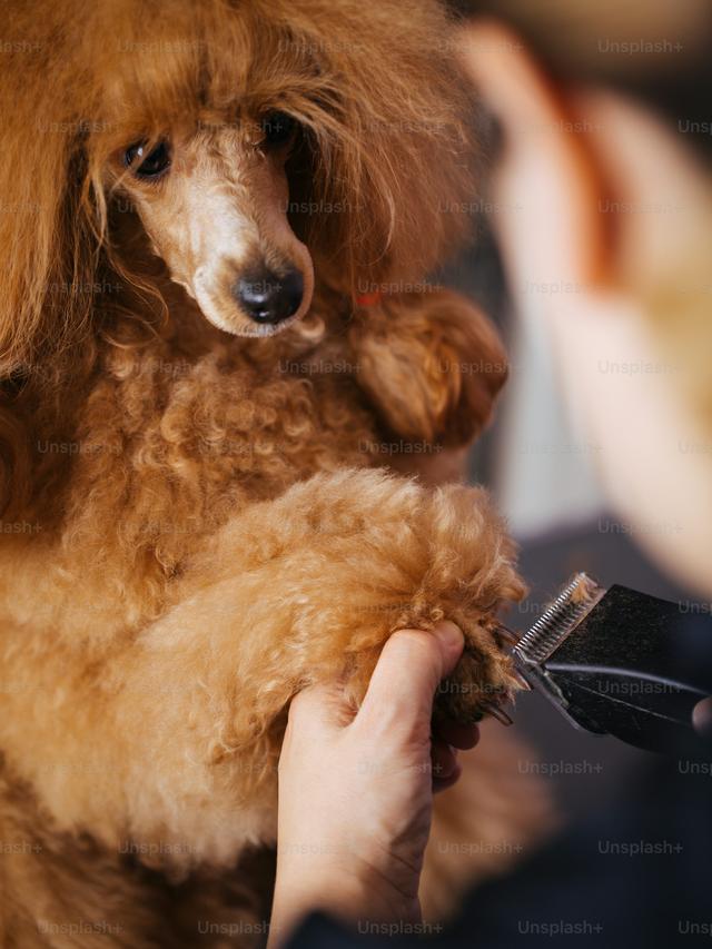 Grooming Techniques