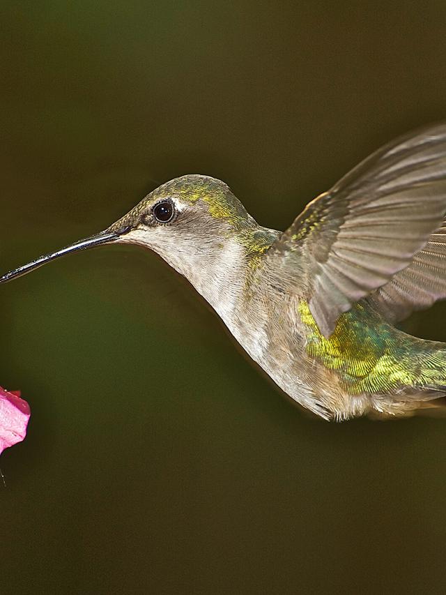 How Climate Change Affects Hummingbird Populations and Food Chain Dynamics