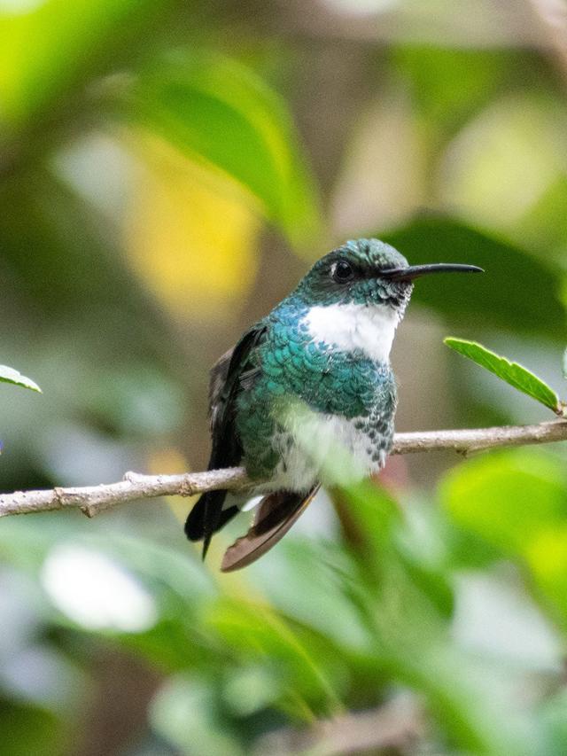 How Climate Change Affects Hummingbirds