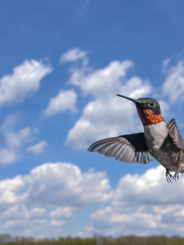 How Drought Conditions Are Affecting Hummingbird Feeding Habits