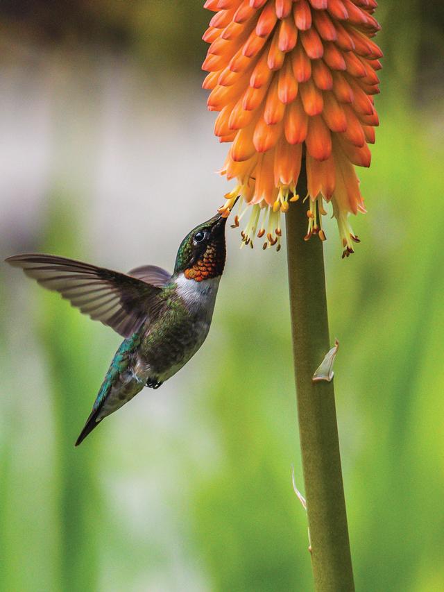 How Early-Blooming Perennials Help Hummingbirds Prepare for Breeding Season