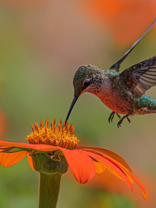 How Early-Blooming Perennials Help Hummingbirds Recover from Long Migration Flights