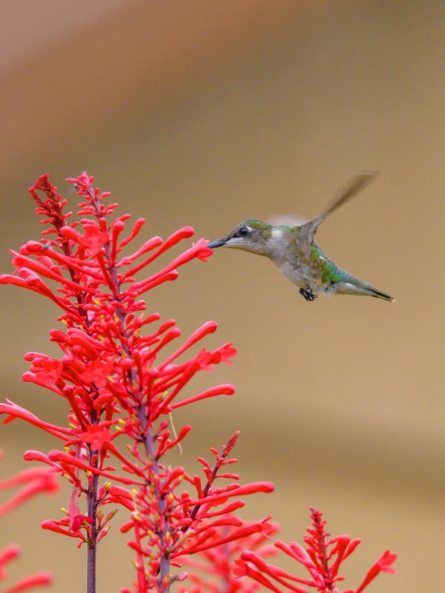 How Human Activities Impact Hummingbird Habitat and Food Chain Dynamics