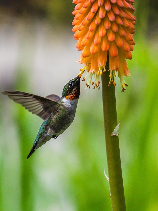 How Hummingbirds Contribute to Nutrient Cycling in Ecosystem Food Chains