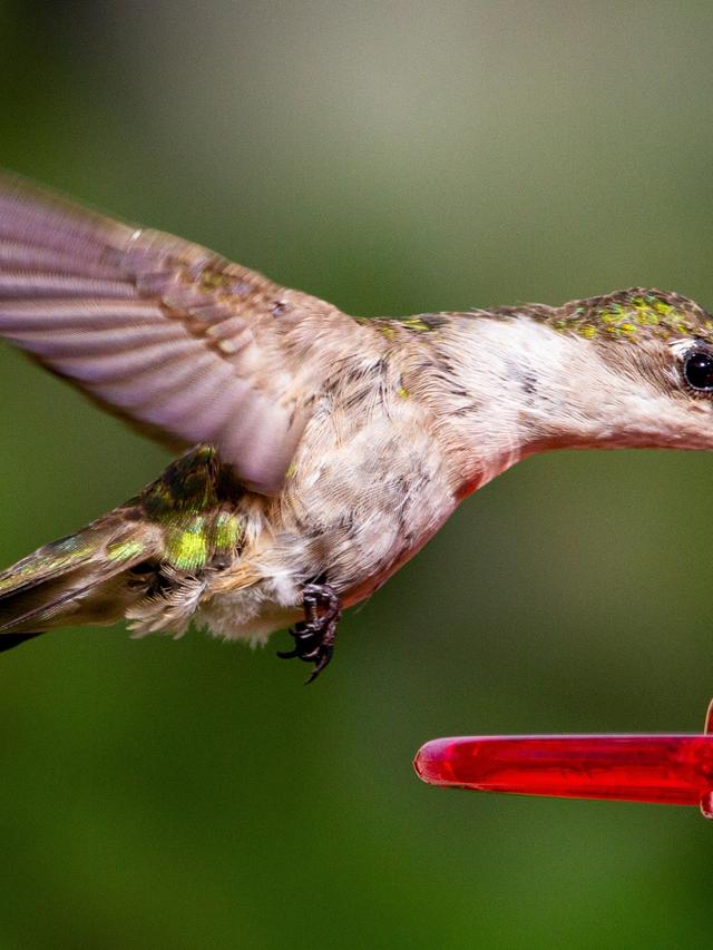 How Hummingbirds Fit into Aquatic and Terrestrial Food Chains