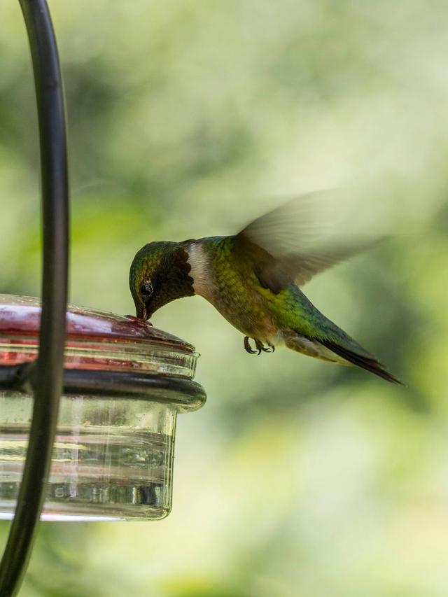 How Hummingbirds Use Water Sources for Feather Maintenance