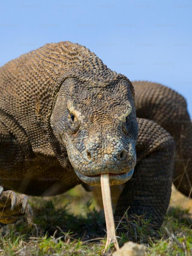 How Juvenile Komodo Dragons Learn to Communicate