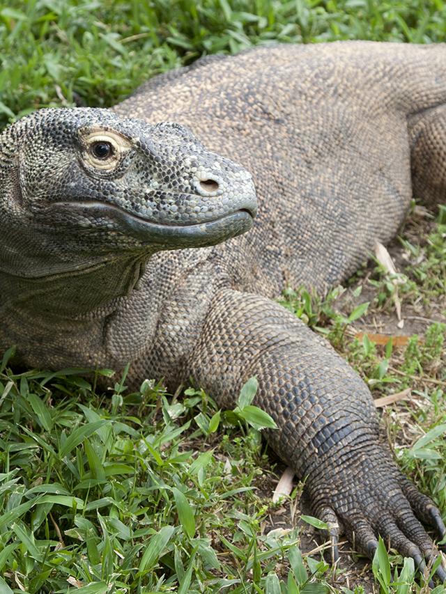 How Komodo Dragon Juveniles Learn Dominance Behaviors from Adults