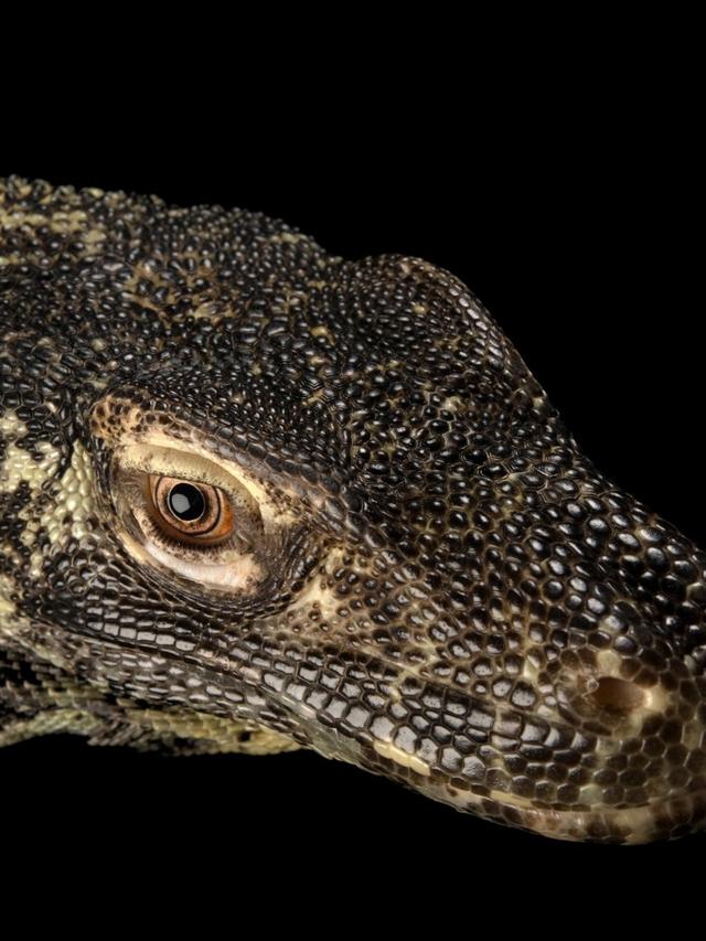 How Komodo Dragon Males Compete for Mating Rights and Territory