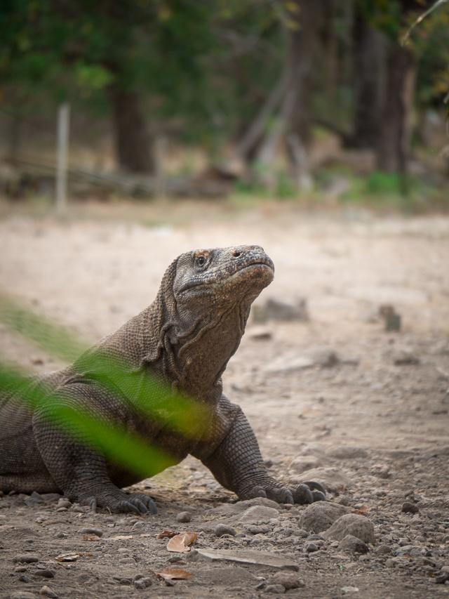 How Komodo Dragons Communicate During Mating Season