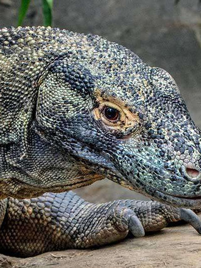 How Komodo Dragons Compete for Resources to Maintain Dominance